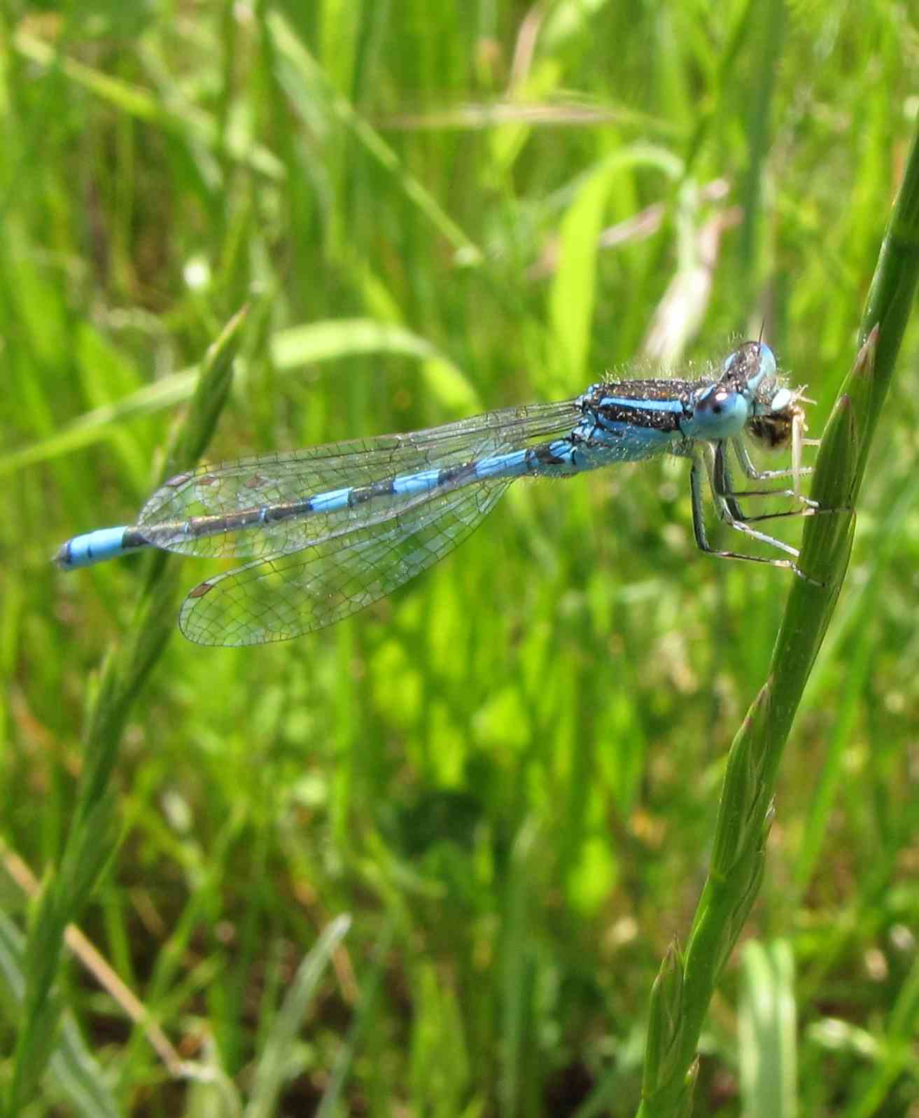 libellula di bracciano1: Coenagrion scitulum